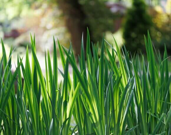 Lo spazio che manca nelle città. Ecco perché verde, parchi e alberi fanno la differenza